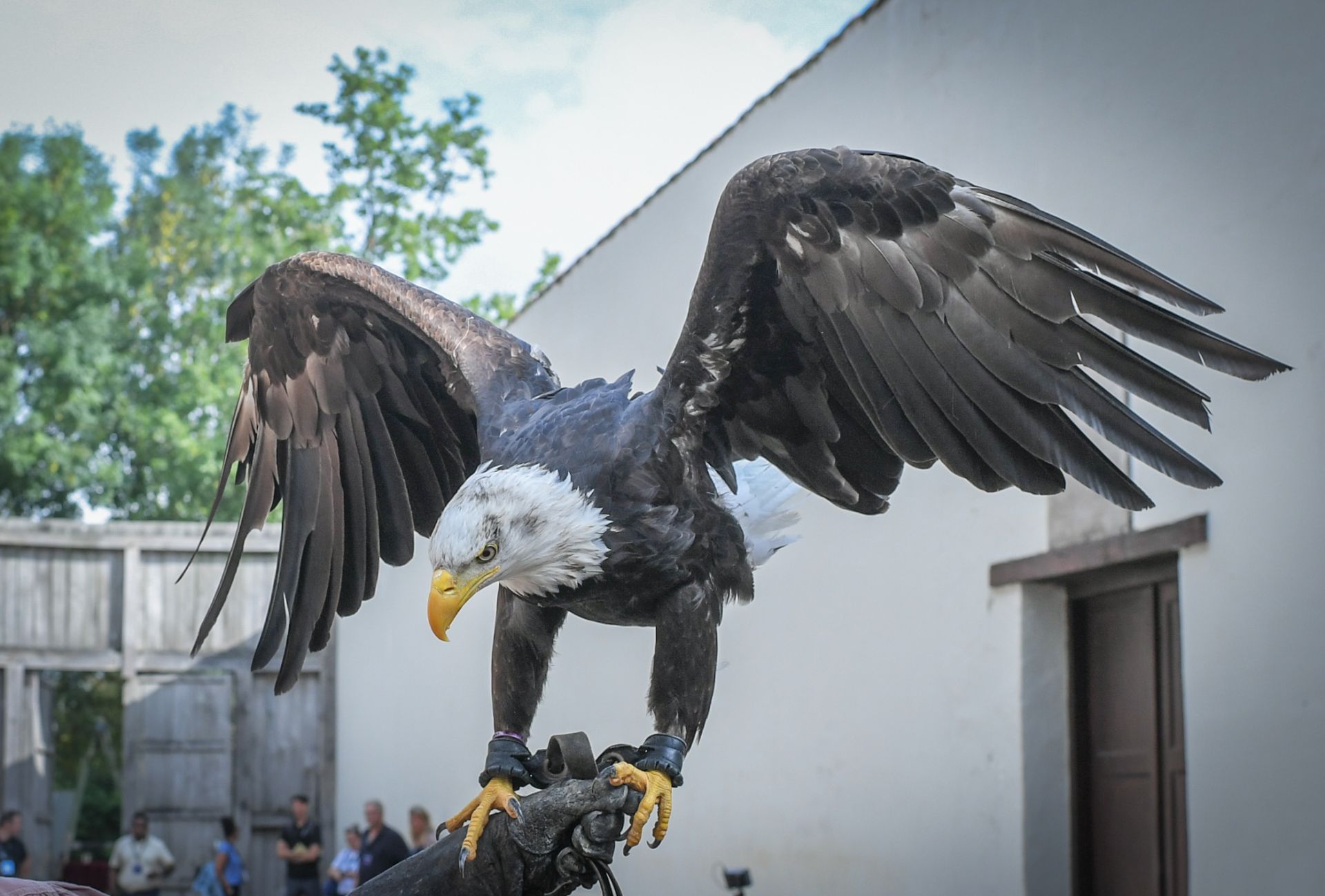 MIN DT&V vogelshow-8882.jpg